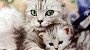 Κορωνοϊός: Η βρετανική κυβέρνηση σκεφτόταν να σκοτώσει όλες τις γάτες