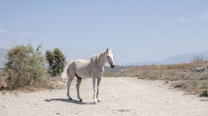 Η Λέσχη Φωτογραφίας Χανίων φιλοξενεί την Ελένη Μουζακίτη