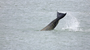 Πέθανε η όρκα που είχε εντοπιστεί στον Σηκουάνα