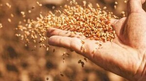 Παγκόσμιο Επισιτιστικό Πρόγραμμα: Κίνδυνος λιμού λόγω "παγιδευμένων" τροφίμων