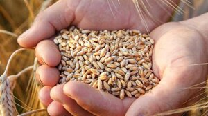 Το Κίεβο κατηγορεί τη Ρωσία πως κατέσχεσε 400.000 τόνους σιτηρών