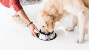 Ποιες τροφές απαγορεύεται να δώσετε στον σκύλο σας