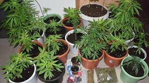 Σωρεία συλλήψεων για ναρκωτικά στην Κρήτη τη Δευτέρα 