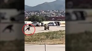 Αττικό Ζωολογικό Πάρκο: Η στιγμή που ο χιμπατζής το σκάει μέσα από το πάρκινγκ