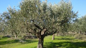 Πρώτος τοπικός δολωματικός ψεκασμός δακοκτονίας στο Δήμο Βιάννου