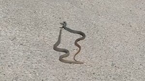 Πού οφείλεται η συχνή παρουσία φιδιών το τελευταίο διάστημα;