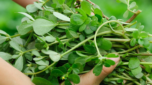 Το ελληνικό... σαλατικό που ωφελεί την καρδιά 