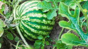 Έξι γεωπονικά μυστικά για την καλλιέργεια του καρπουζιού