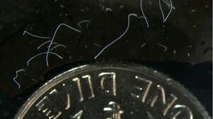 Το μεγαλύτερο βακτήριο στον κόσμο είναι ορατό δια γυμνού οφθαλμού 