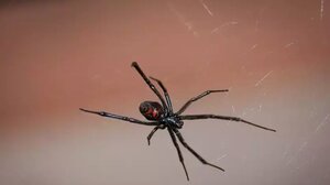 Σέρρες: Στο νοσοκομείο αγρότης μετά από τσίμπημα "μαύρης χήρας"