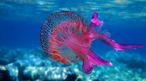 Σε έξαρση οι μωβ μέδουσες στις ελληνικές θάλασσες - Σε ποιες παραλίες εμφανίζονται