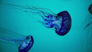 Μέδουσες 505 εκατ. χρόνων ανακαλύφθηκαν στα Βραχώδη Όρη του Καναδά