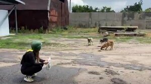 Η βοήθεια των εθελοντών στα ορφανά κουτάβια του πολέμου