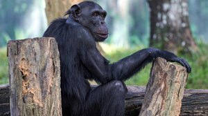 Αττικό Πάρκο: Ελεύθερος, με εντολή εισαγγελέα, ο φροντιστής που πυροβόλησε τον χιμπατζή