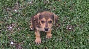 Έκλεψαν κουταβάκια από κλειδωμένο κτίριο!