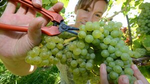 ΚΕΟΣΟΕ: Μείωση του ελληνικού αμπελώνα το 2022