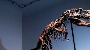 Δημοπρασία έκπληξη για ένα απολίθωμα δεινοσαύρου 76 εκατομμυρίων ετών