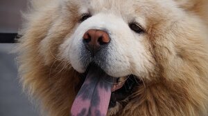  Ληστής «προδόθηκε» από τον σκύλο του