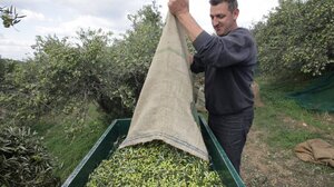 Εργάτες από τη Φλώρινα θα έρθουν στην Κρήτη για το λιομάζεμα!