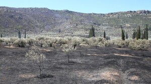 Ενεργοποιήθηκε η υπηρεσία Copernicus για τις φωτιές σε Αχαΐα και Ιτέα