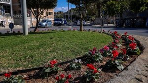 Νέες φυτεύσεις σε κοινόχρηστους χώρους του Δήμου Ηρακλείου