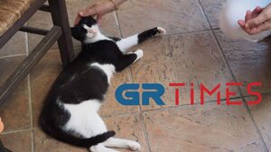 Βόρεια Εύβοια: Η γάτα που κλώτσησαν στη θάλασσα απέκτησε μωρά!