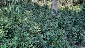Προσαγωγές για τις φυτείες κάνναβης, αναζητείται ο βασικός ύποπτος