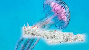 Μωβ μέδουσες: Ο χάρτης με τις πιο επικίνδυνες παραλίες στην Κρήτη