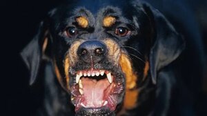 Ροτβάιλερ επιτέθηκε σε 6χρονο