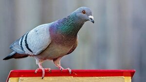 Ταξιτζής συνελήφθη επειδή σκότωσε σκόπιμα ένα περιστέρι