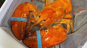 Εξαιρετικά σπάνιος πορτοκαλί αστακός σώθηκε πριν καταλήξει στο πιάτο