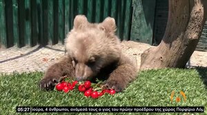 Viral το βίντεο με τον Θωμά το αρκουδάκι να τρώει κεράσια