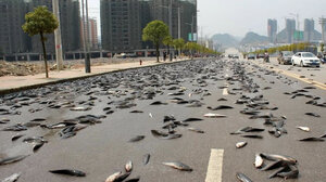 Σαν Φρανσίσκο: Οι δρόμοι γέμισαν αντζούγιες που ήρθαν από τον ουρανό!