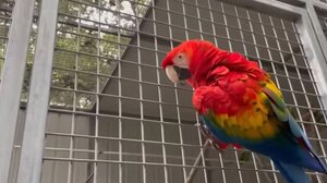 Παπαγάλος παραβίασε κλειδαριά και ελευθέρωσε καγκουρό