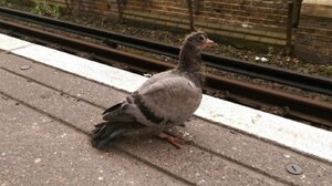 Ταχυδρομικό περιστέρι αντί για την Αγγλία έφτασε στην… Αλαμπάμα