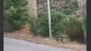 Τεράστιο αγριογούρουνο εμφανίστηκε τα ξημερώματα στο Ντράφι