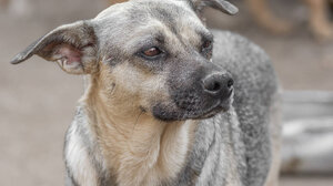Τι κάνεις όταν ο γείτονάς σου είναι "φάντασμα" κι αδιαφορεί για τα ζώα του;