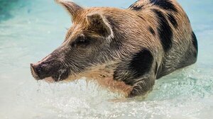 Γένοβα: Αγριογούρουνο δάγκωσε λουόμενη