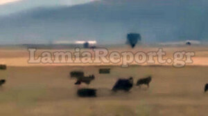 Αγέλη λύκων λίγα μέτρα μακριά από τα σπίτια!