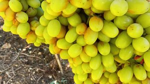 Μέρα με τη μέρα αποκαλύπτεται το μέγεθος της καταστροφής στα αμπέλια