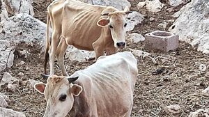 Καταγγελία για ζώα που τρώνε κάθε 2 εβδομάδες και πεθαίνουν από ασιτία