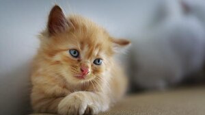 Τέλος στο lockdown για τις γάτες σε πόλη της Γερμανίας