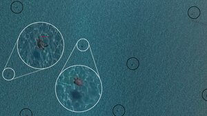 Η καραντίνα ωφέλησε σοβαρά τα οικοσυστήματα – Το παράδειγμα της χελώνας