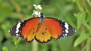 Οι πεταλούδες της Κρήτης συστήνονται στο κοινό!