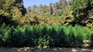 "Ορφανή" φυτεία με 113 δενδρύλλια βρήκαν οι αστυνομικοί στο Αμάρι