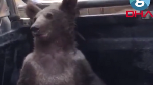 Διασώθηκε «μεθυσμένο» αρκουδάκι που έφαγε παραισθησιογόνο μέλι