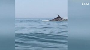 Εντυπωσιακό θέαμα με δελφίνια 