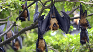 Στο νοσοκομείο ποδηλάτης που συγκρούστηκε με… νυχτερίδα!