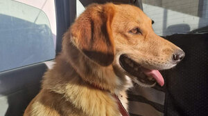 Ο σκύλος της φωτογραφίας αναζητά τον ιδιοκτήτη του