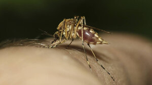 Τέσσερα νέα κρούσματα λοίμωξης από τον ιό του Δυτικού Νείλου στη χώρα